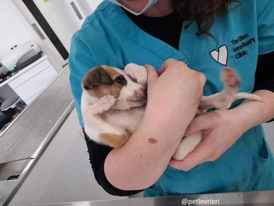 timmy adozione lurcher 9