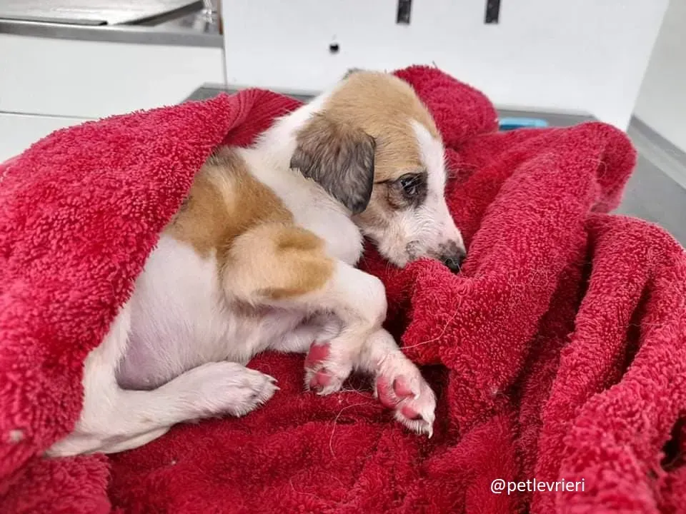 timmy adozione lurcher