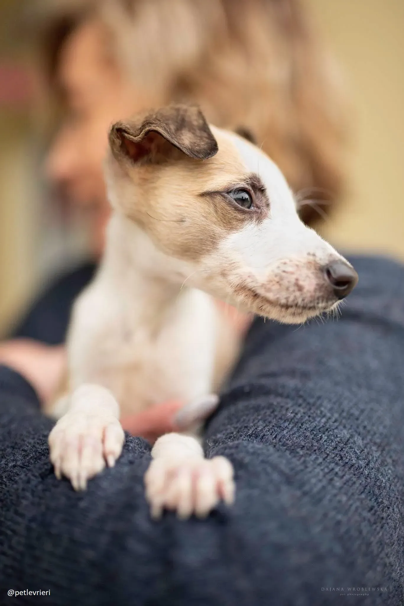 timmy lurcher adozione 1
