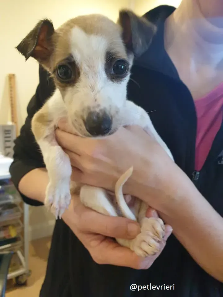 timmy lurcher adozione 10