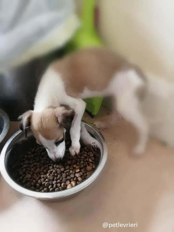 timmy lurcher adozione 11