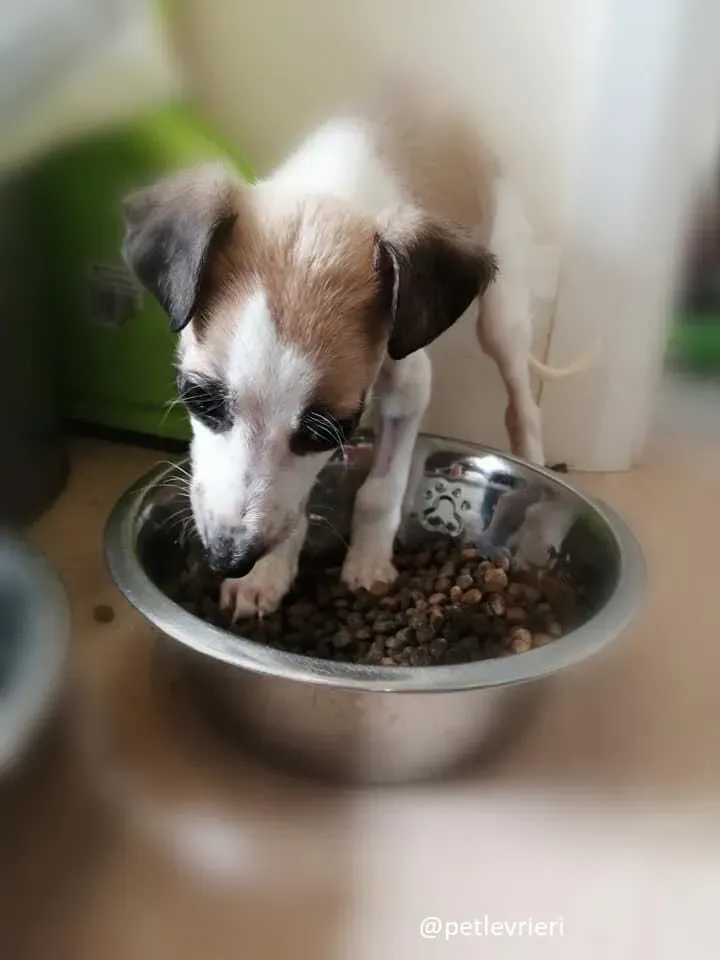 timmy lurcher adozione 12