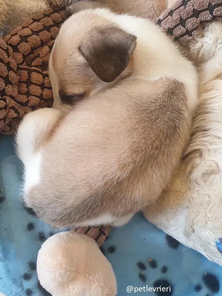 timmy lurcher adozione 13