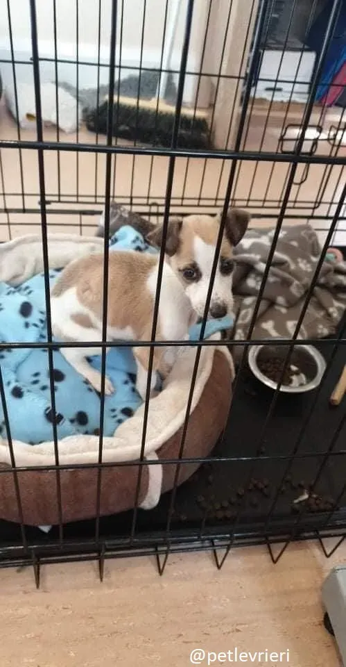 timmy lurcher adozione 14