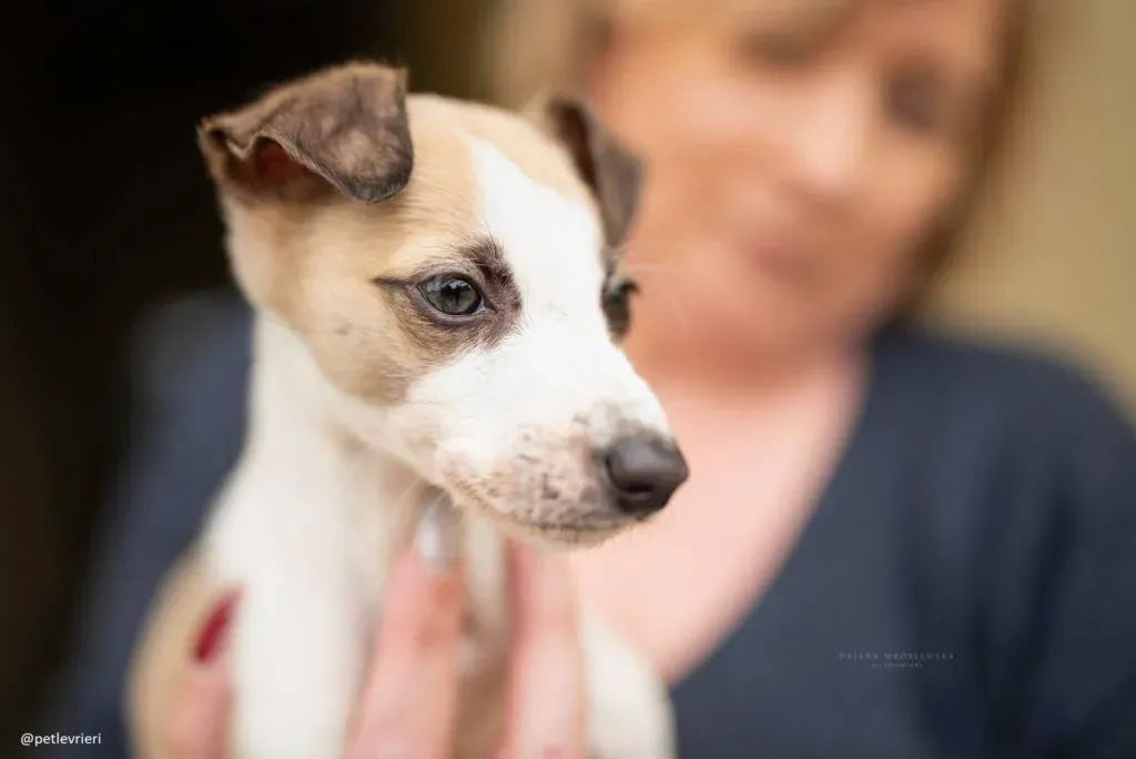 timmy lurcher adozione 2 1024x684 1