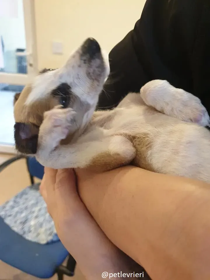 timmy lurcher adozione 3