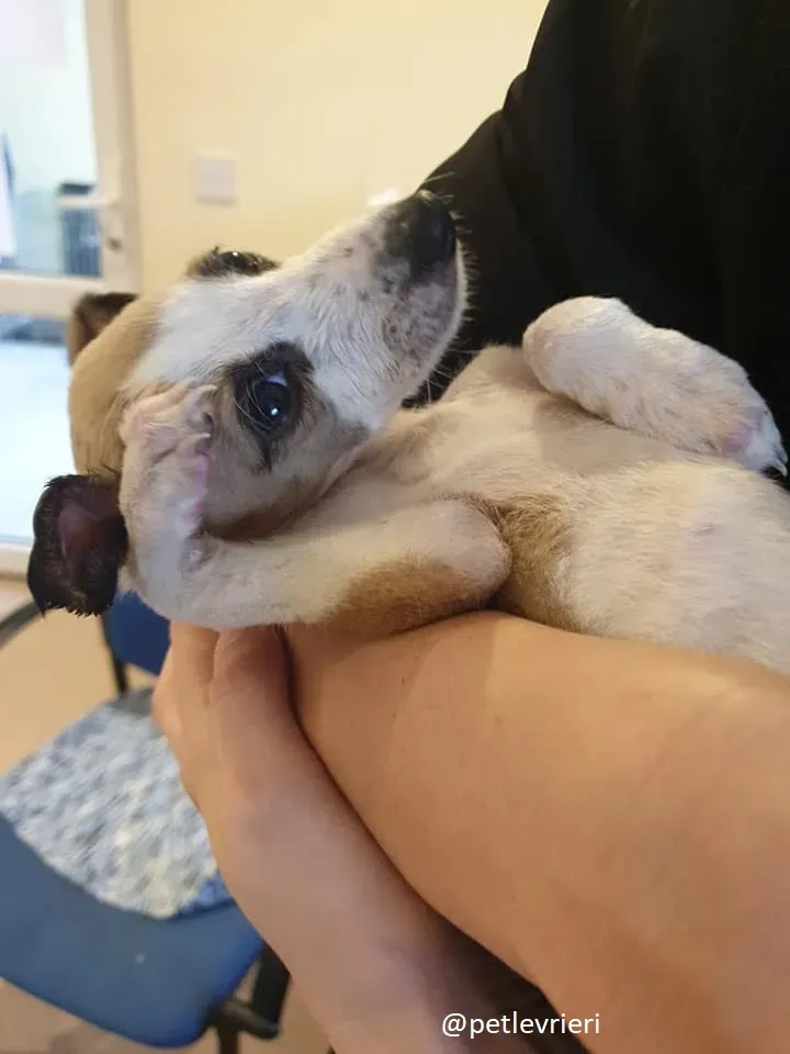 timmy lurcher adozione 4