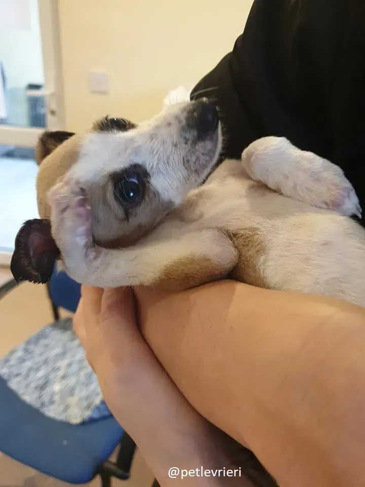 timmy lurcher adozione 5