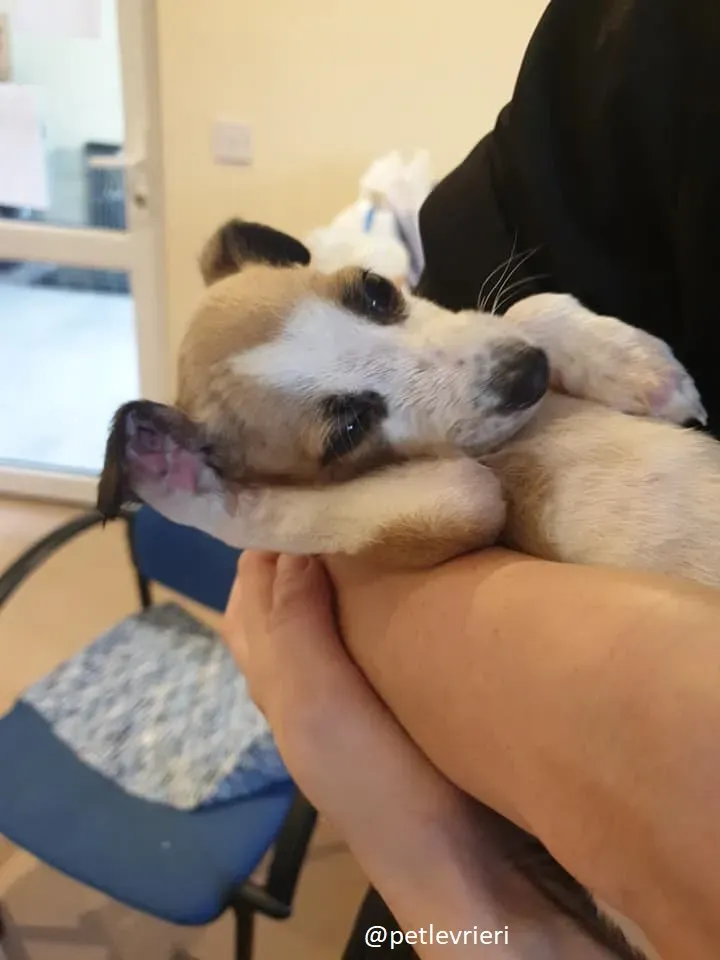 timmy lurcher adozione 6