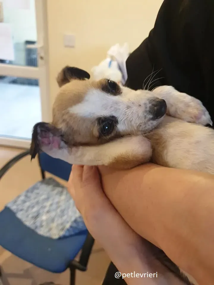 timmy lurcher adozione 7