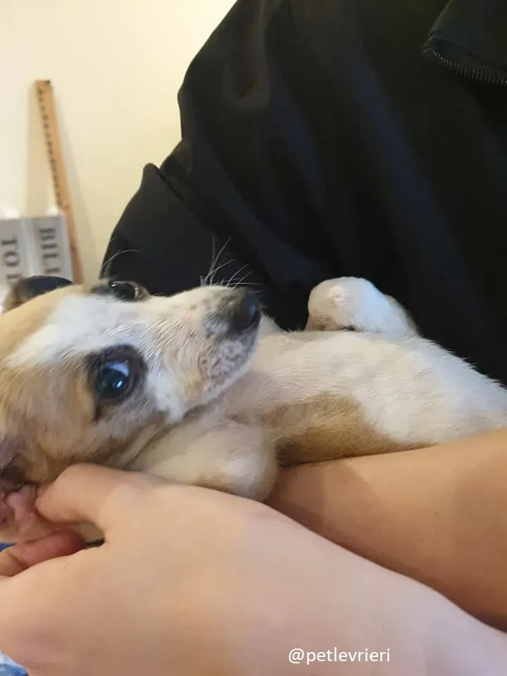 timmy lurcher adozione 8