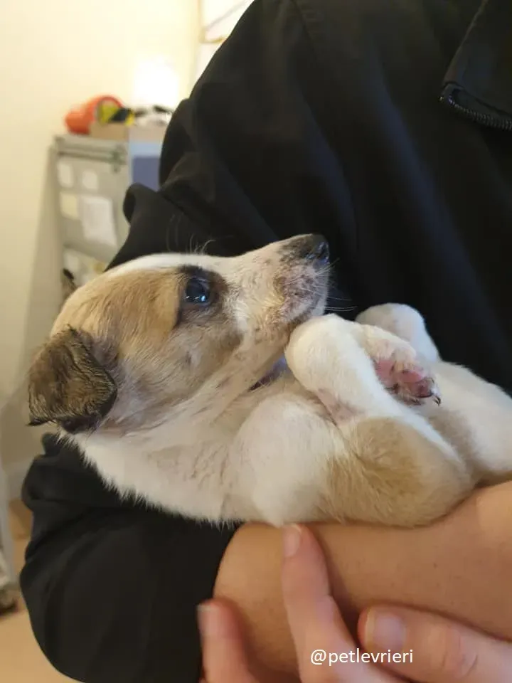 timmy lurcher adozione 9