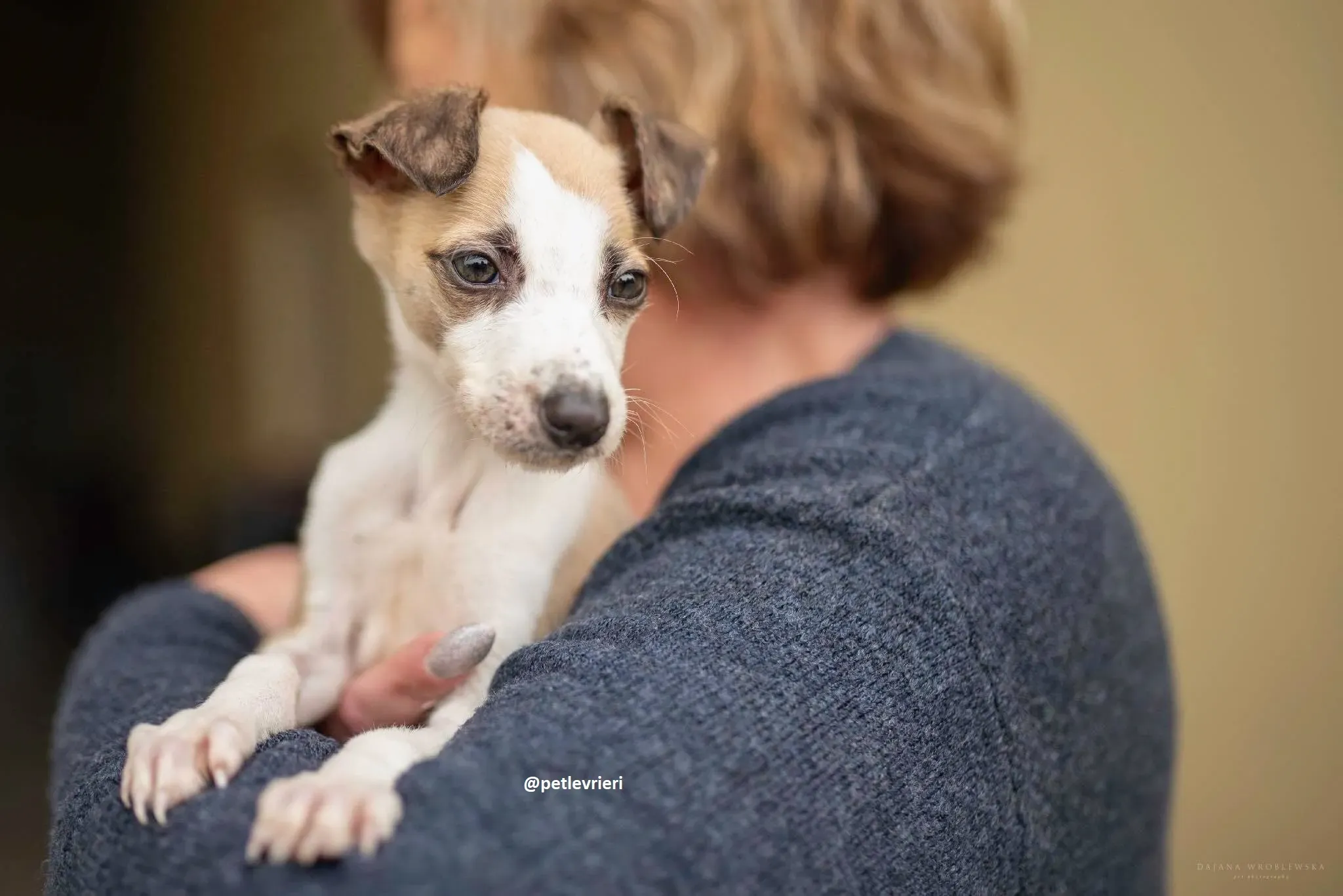 timmy lurcher adozione