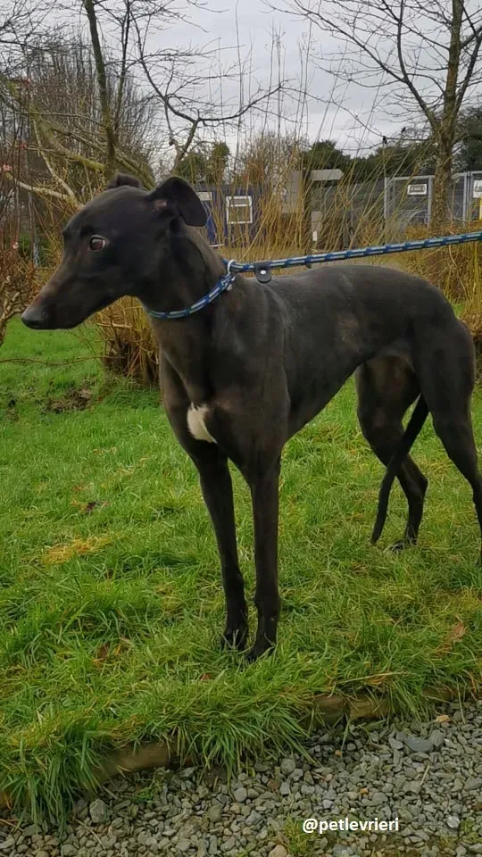 tina adozione greyhound 1