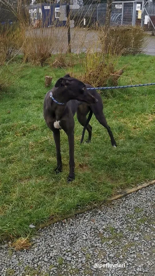 tina adozione greyhound 2