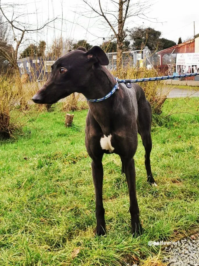 tina adozione greyhound 3