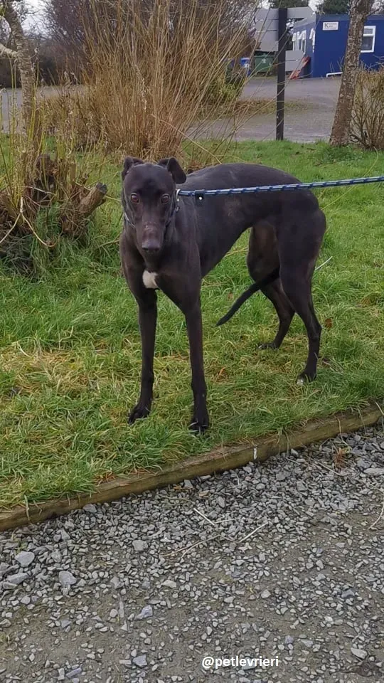 tina adozione greyhound 4