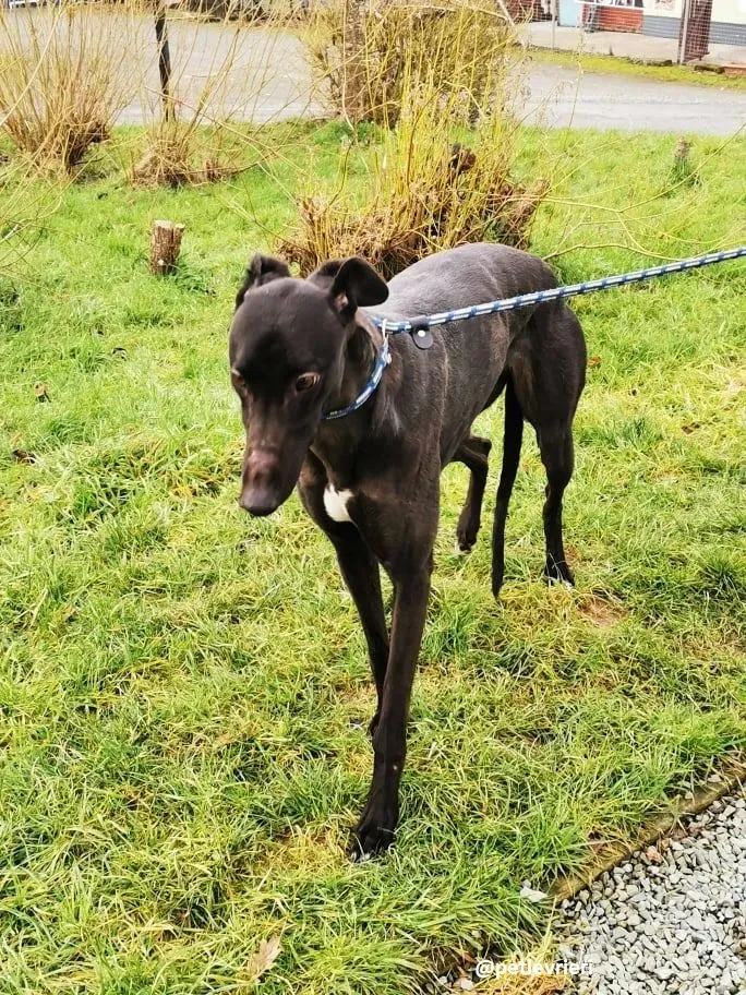 tina adozione greyhound 5