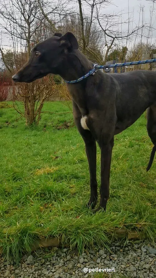 tina adozione greyhound 6