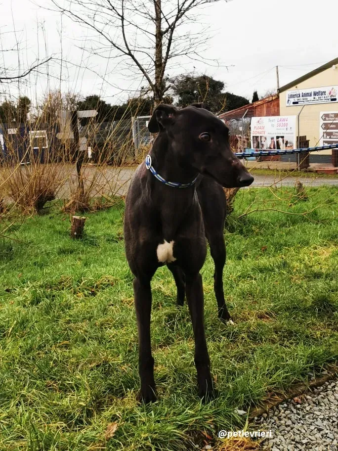 tina adozione greyhound