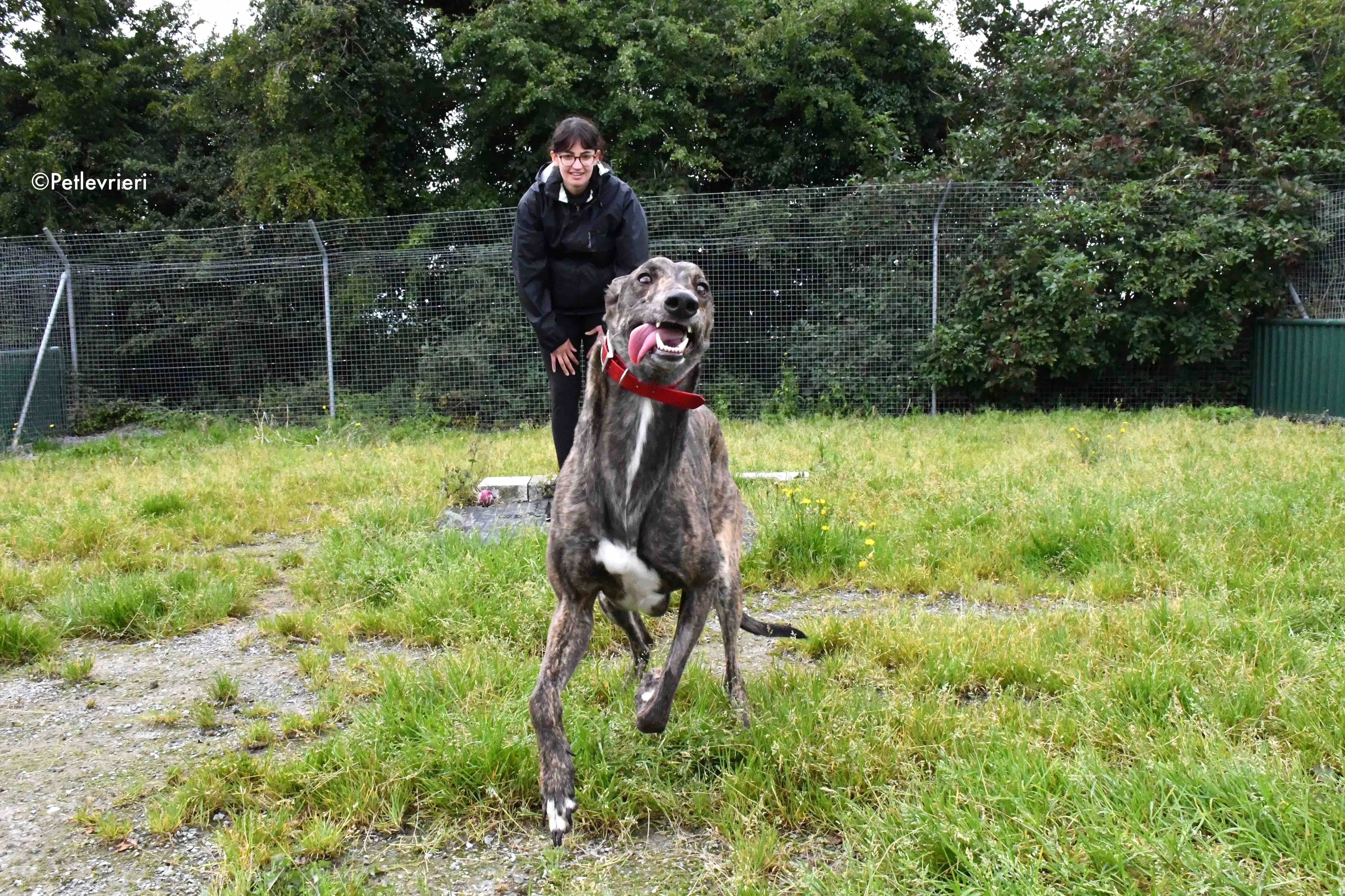 tina adozione levrieri grehyound 1