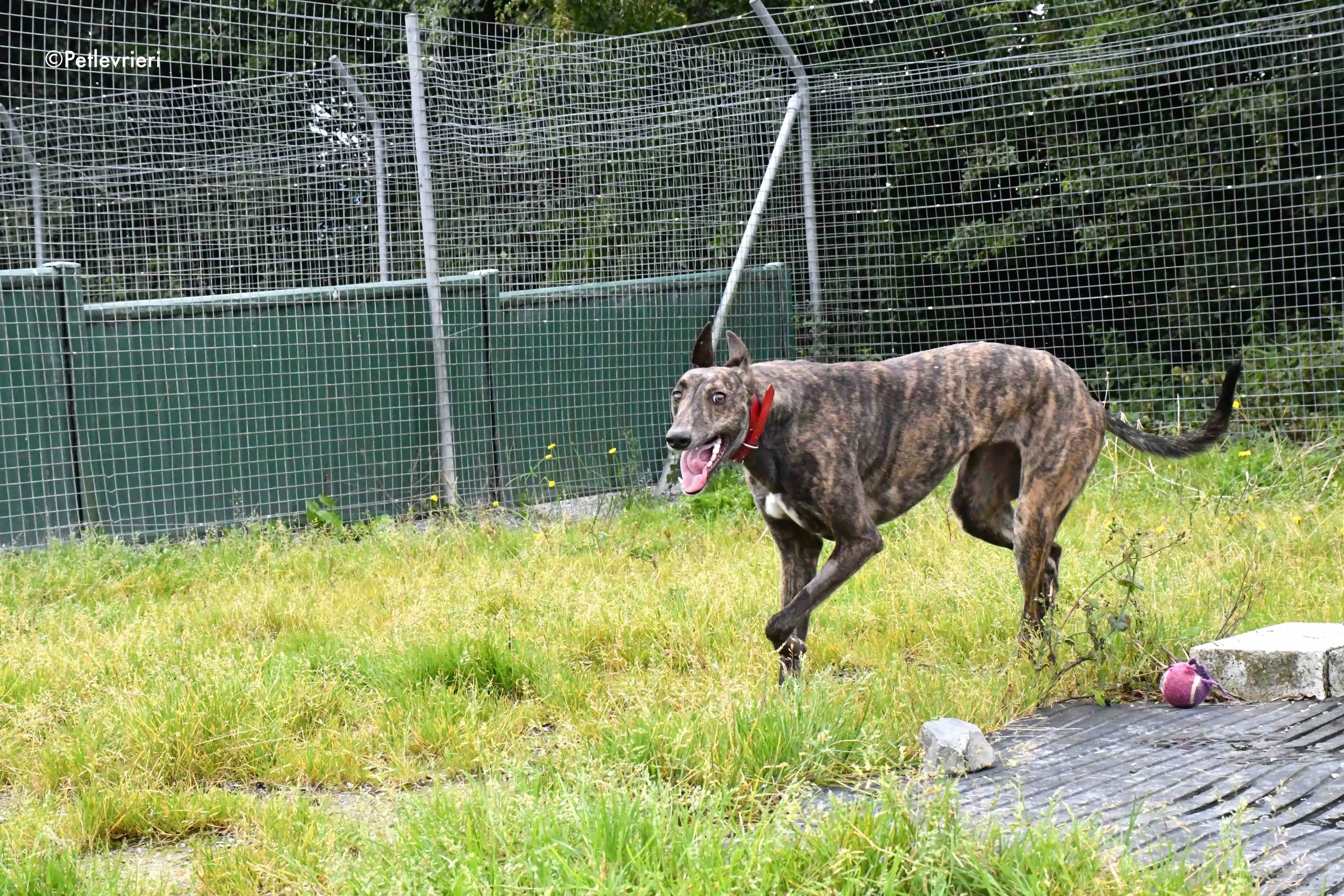 tina adozione levrieri grehyound 2