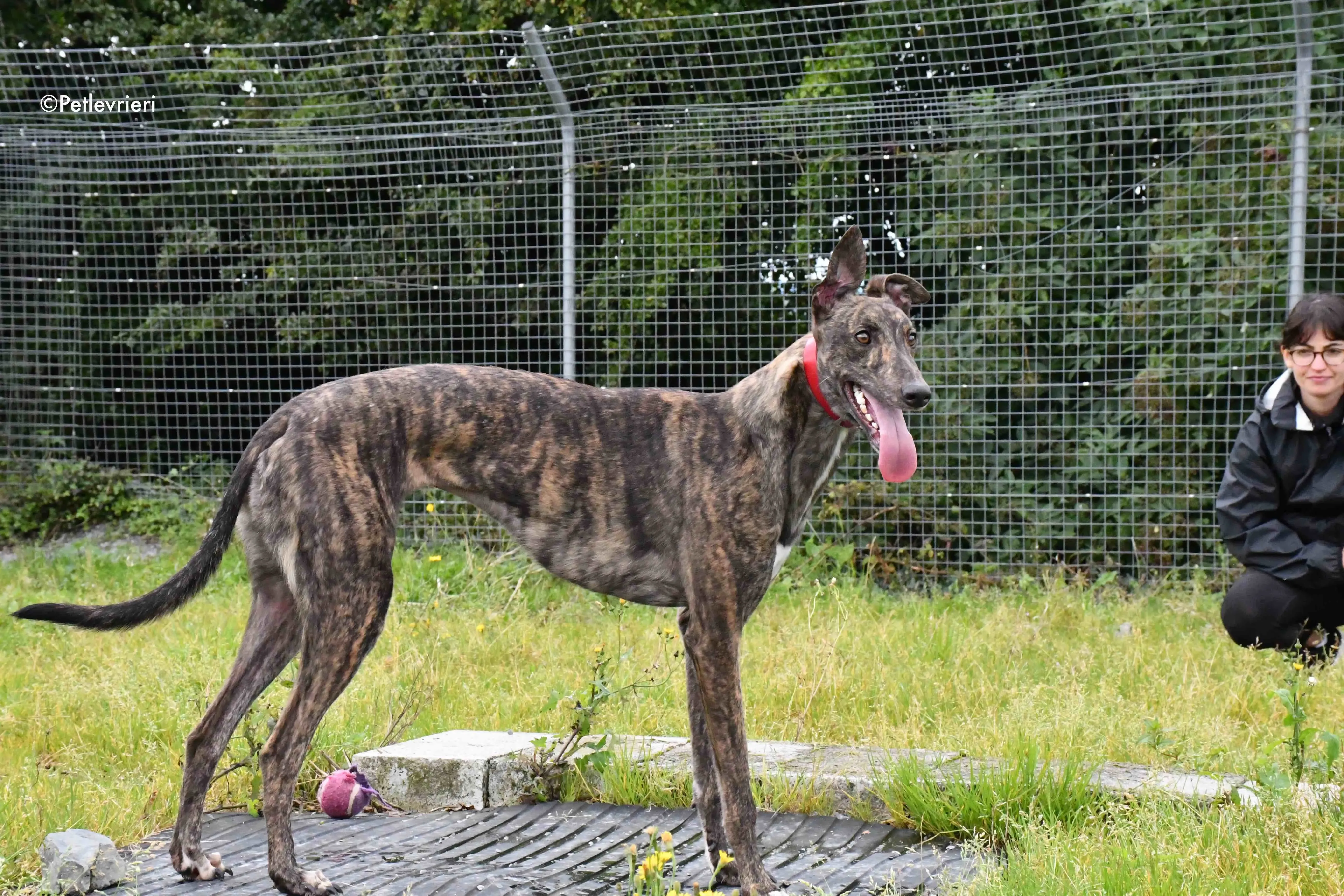 tina adozione levrieri grehyound 3