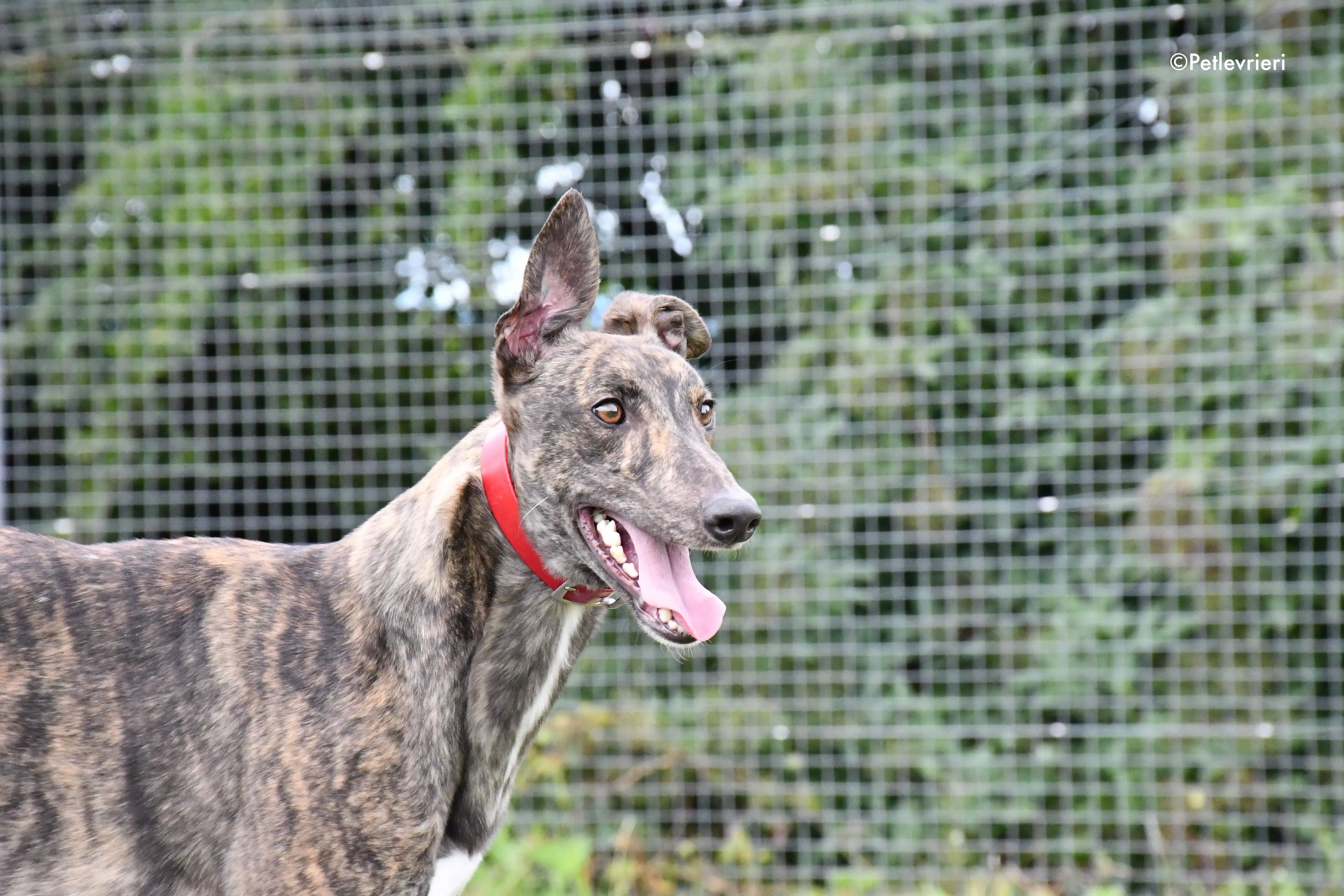 tina adozione levrieri grehyound 4