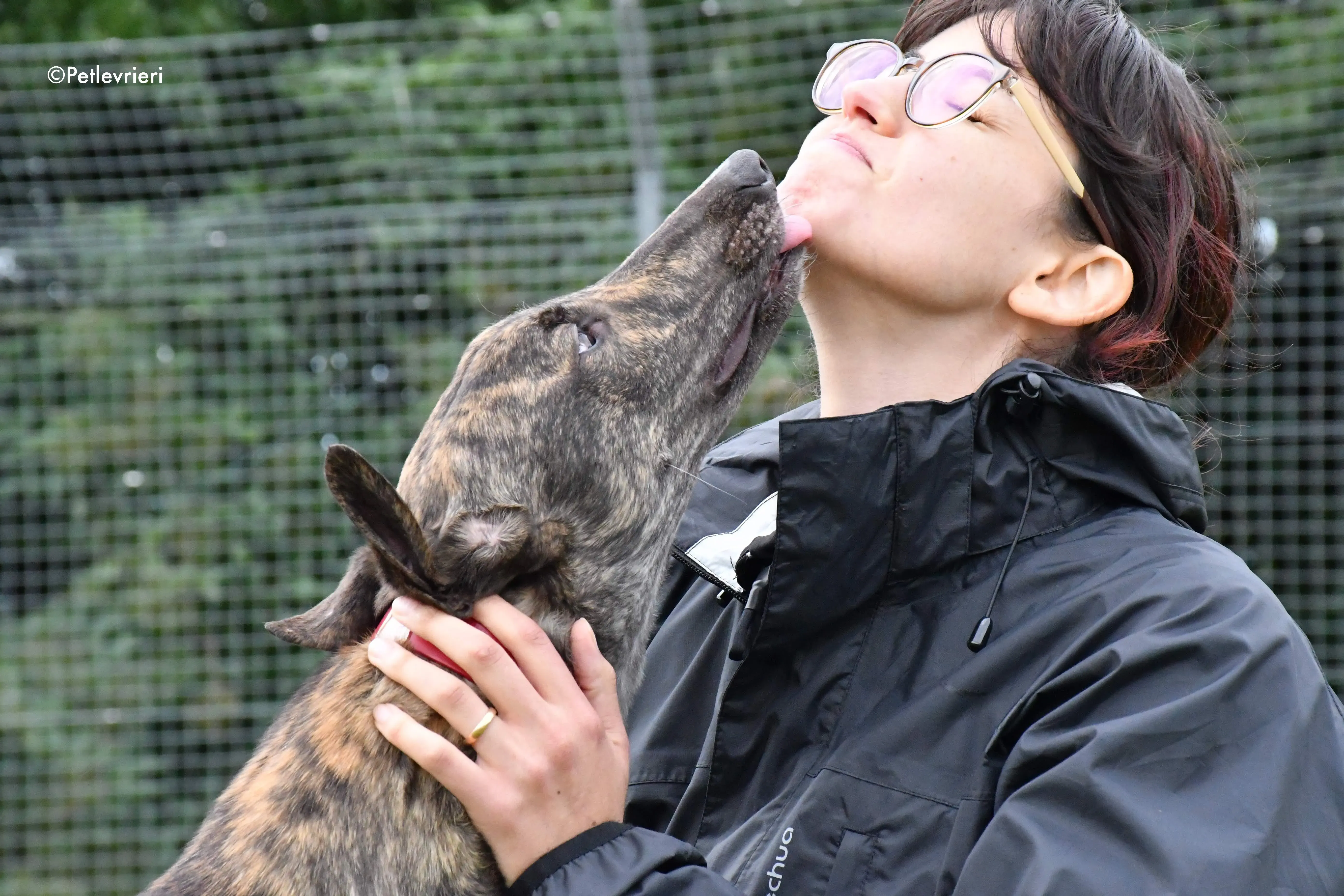 tina adozione levrieri grehyound 5