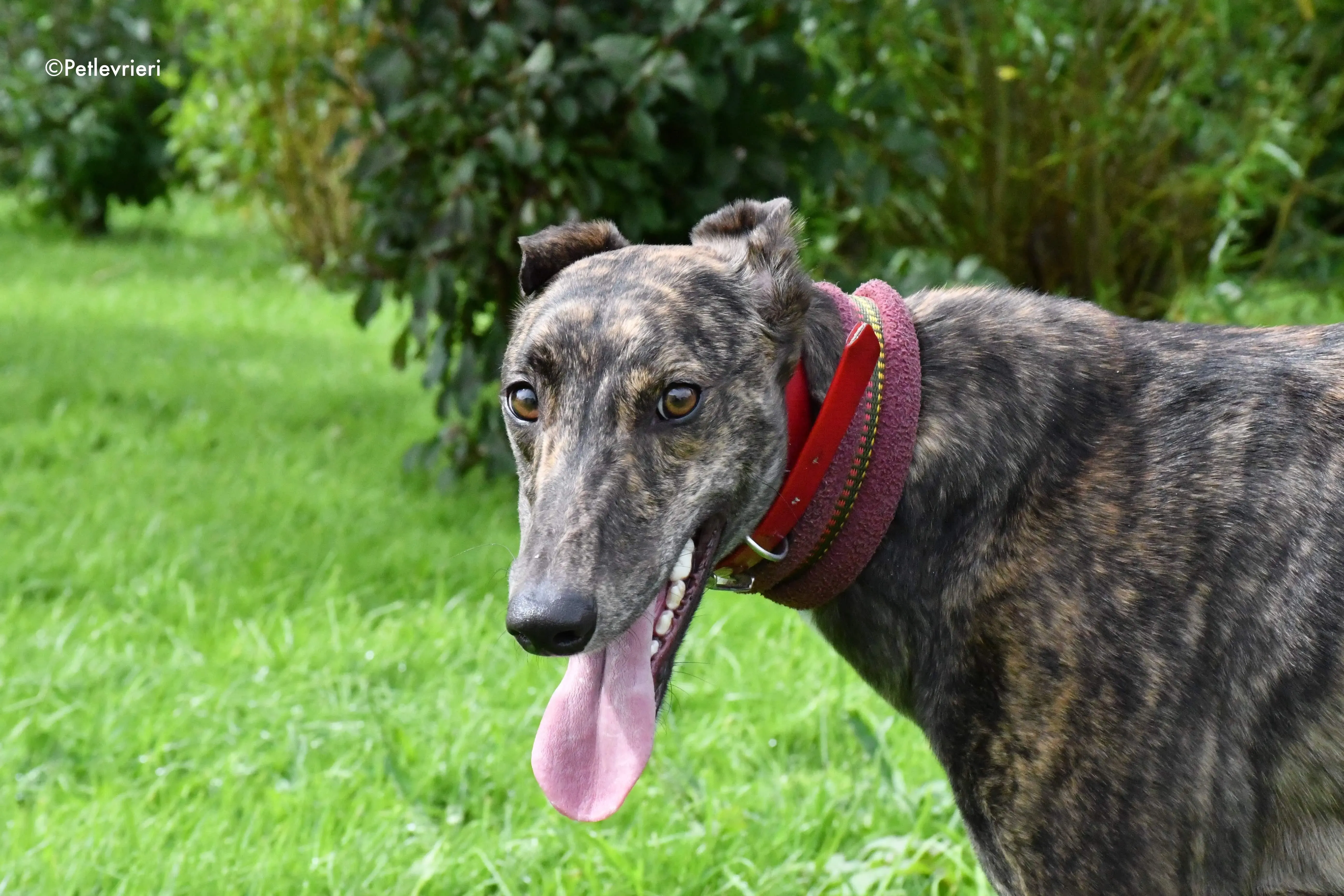 tina adozione levrieri grehyound 6