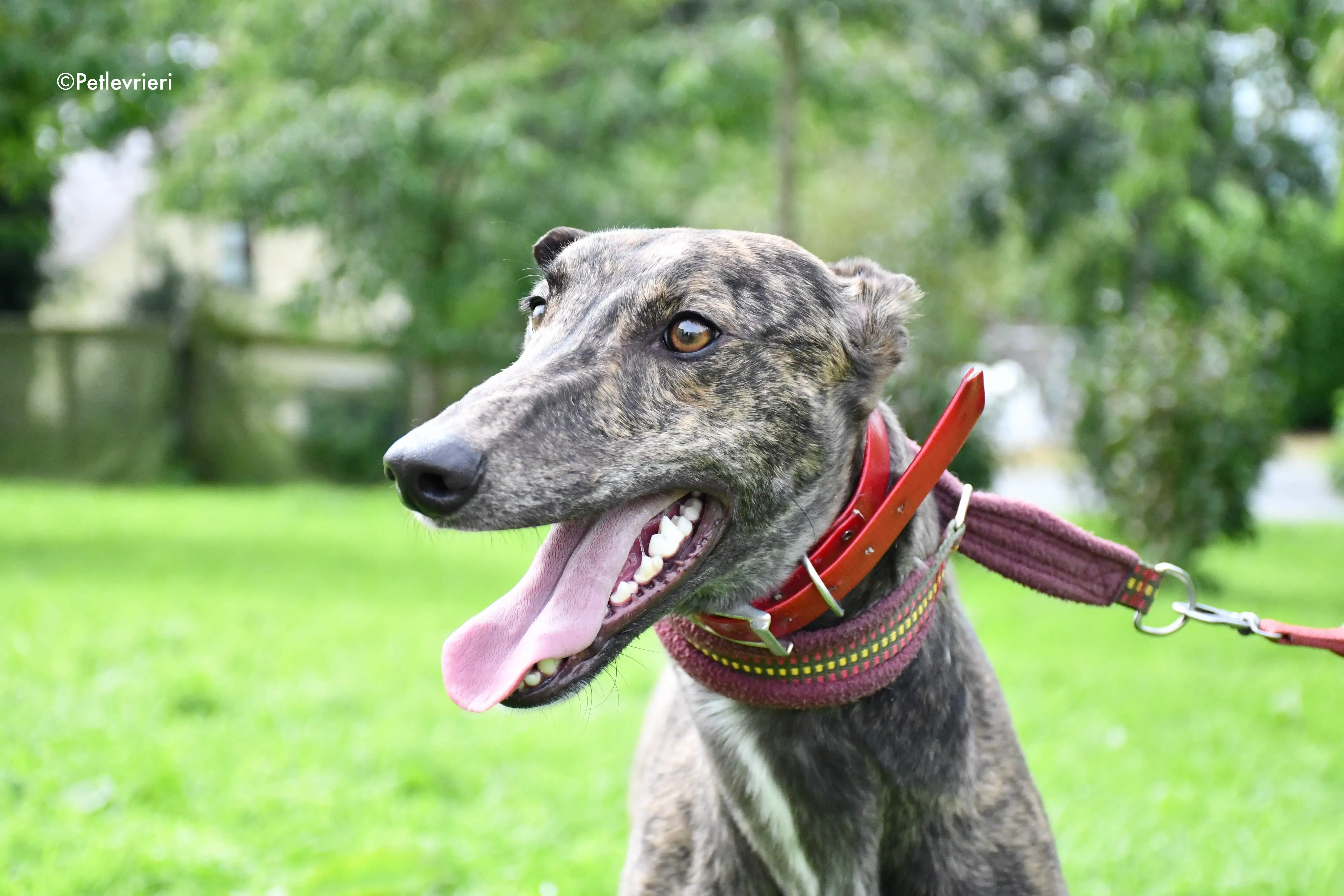 tina adozione levrieri grehyound 7