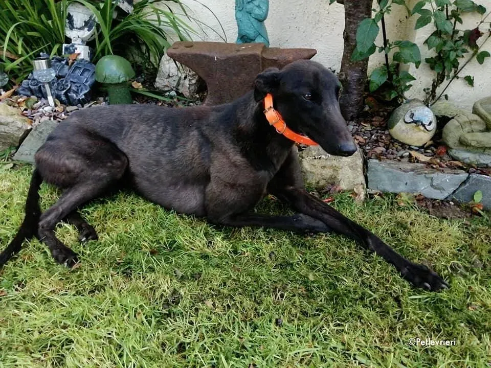 tina adozione levrieri greyhound 1 1