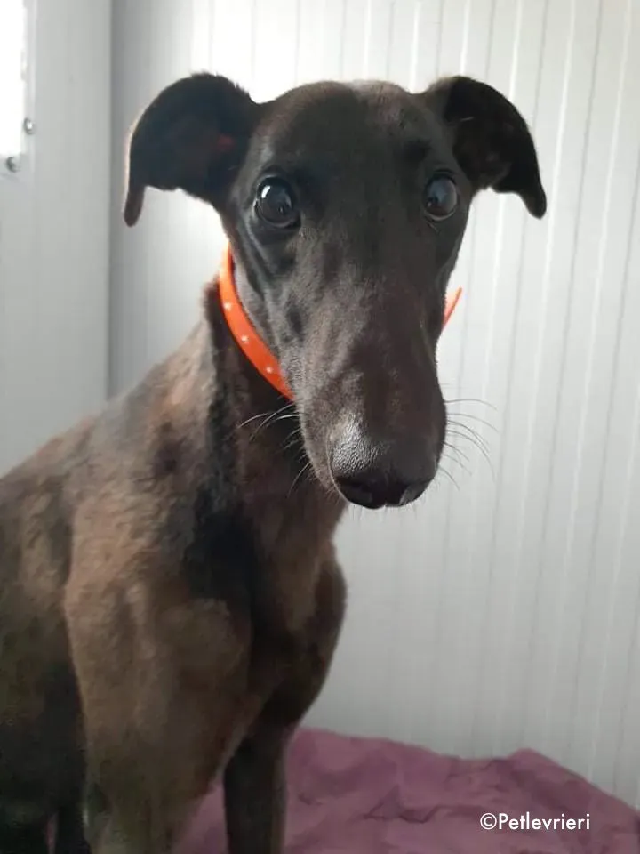 tina adozione levrieri greyhound 1