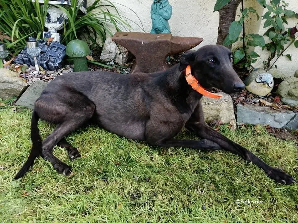 tina adozione levrieri greyhound 2 2