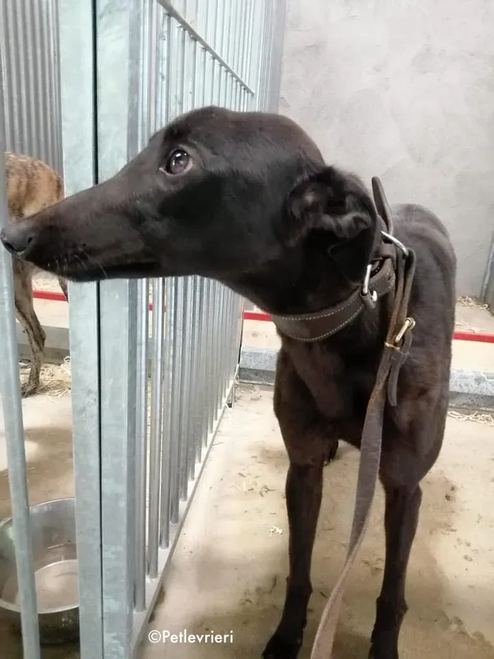 tina adozione levrieri greyhound 2