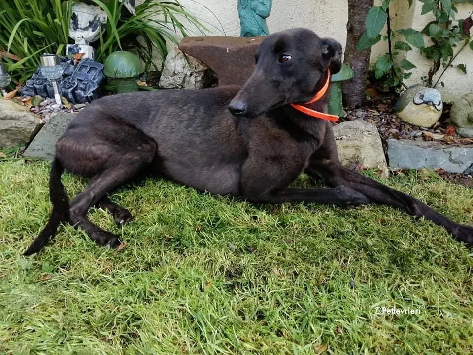 tina adozione levrieri greyhound 3