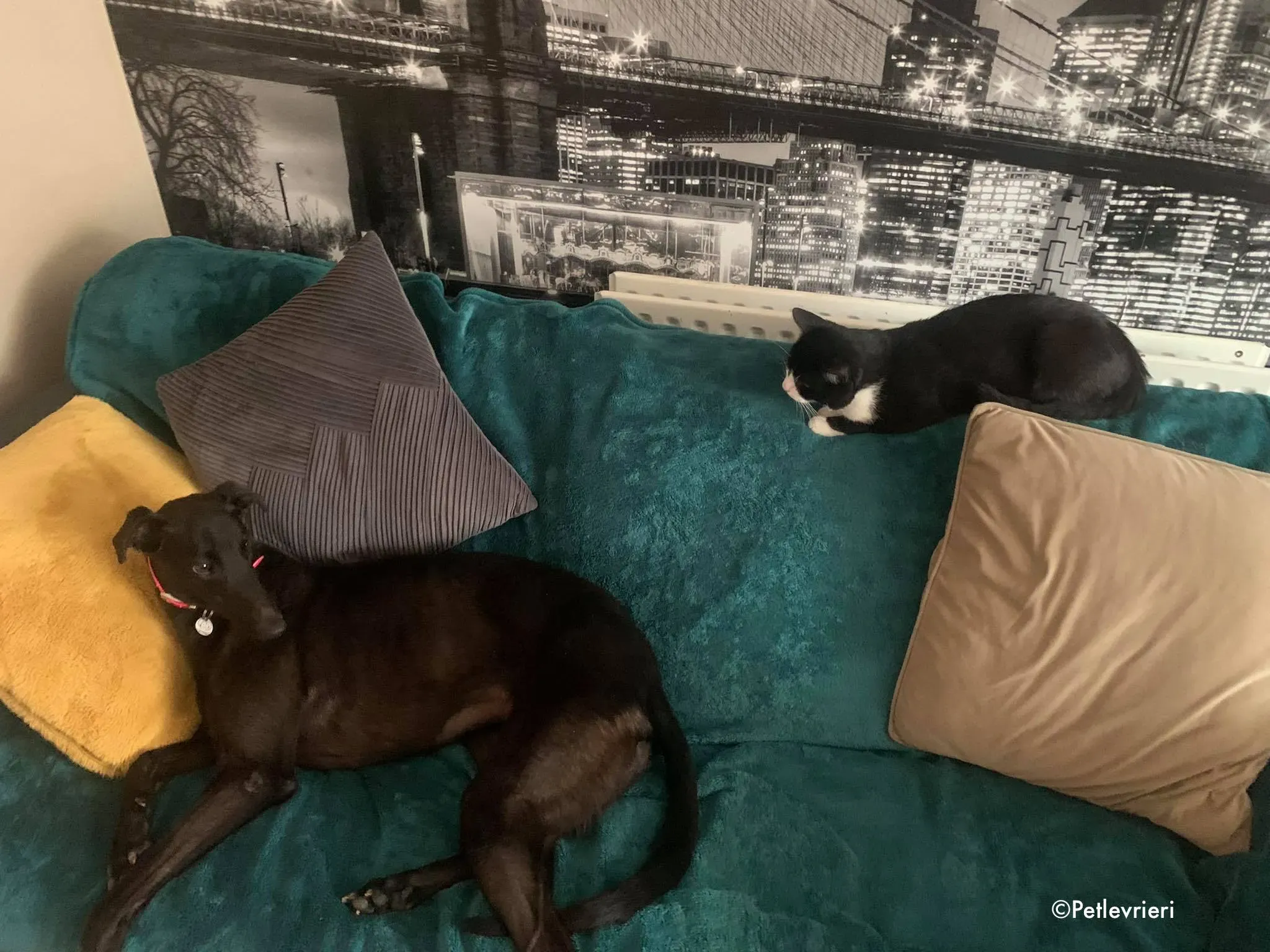 tina adozione levrieri greyhound lurcher 1