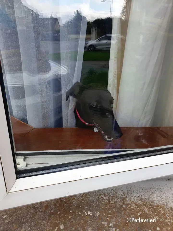 tina adozione levrieri greyhound lurcher 2