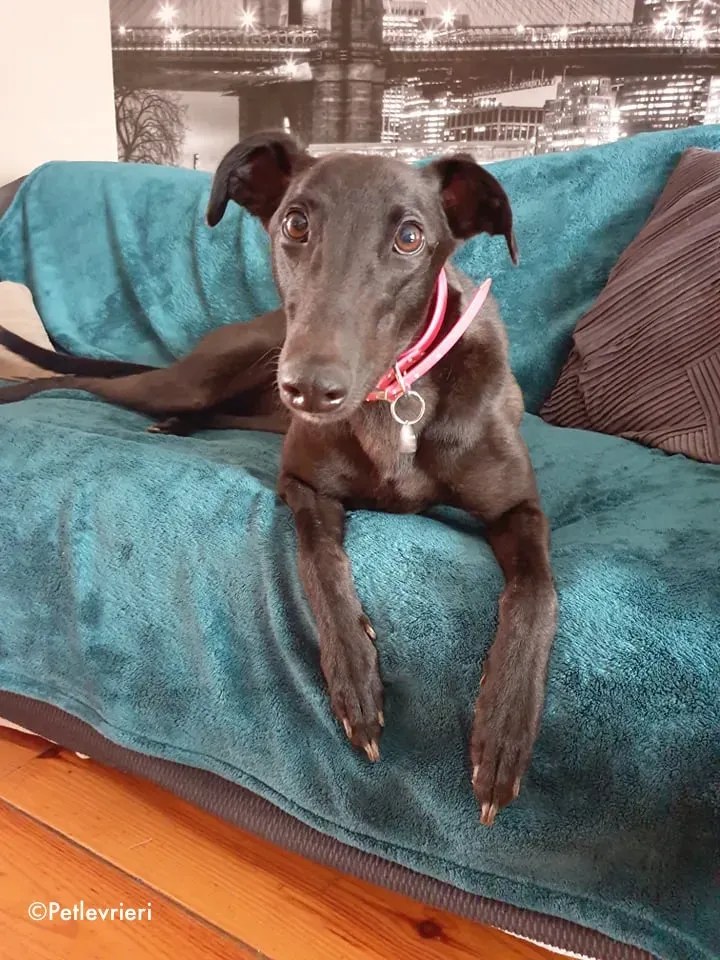 tina adozione levrieri greyhound lurcher 4