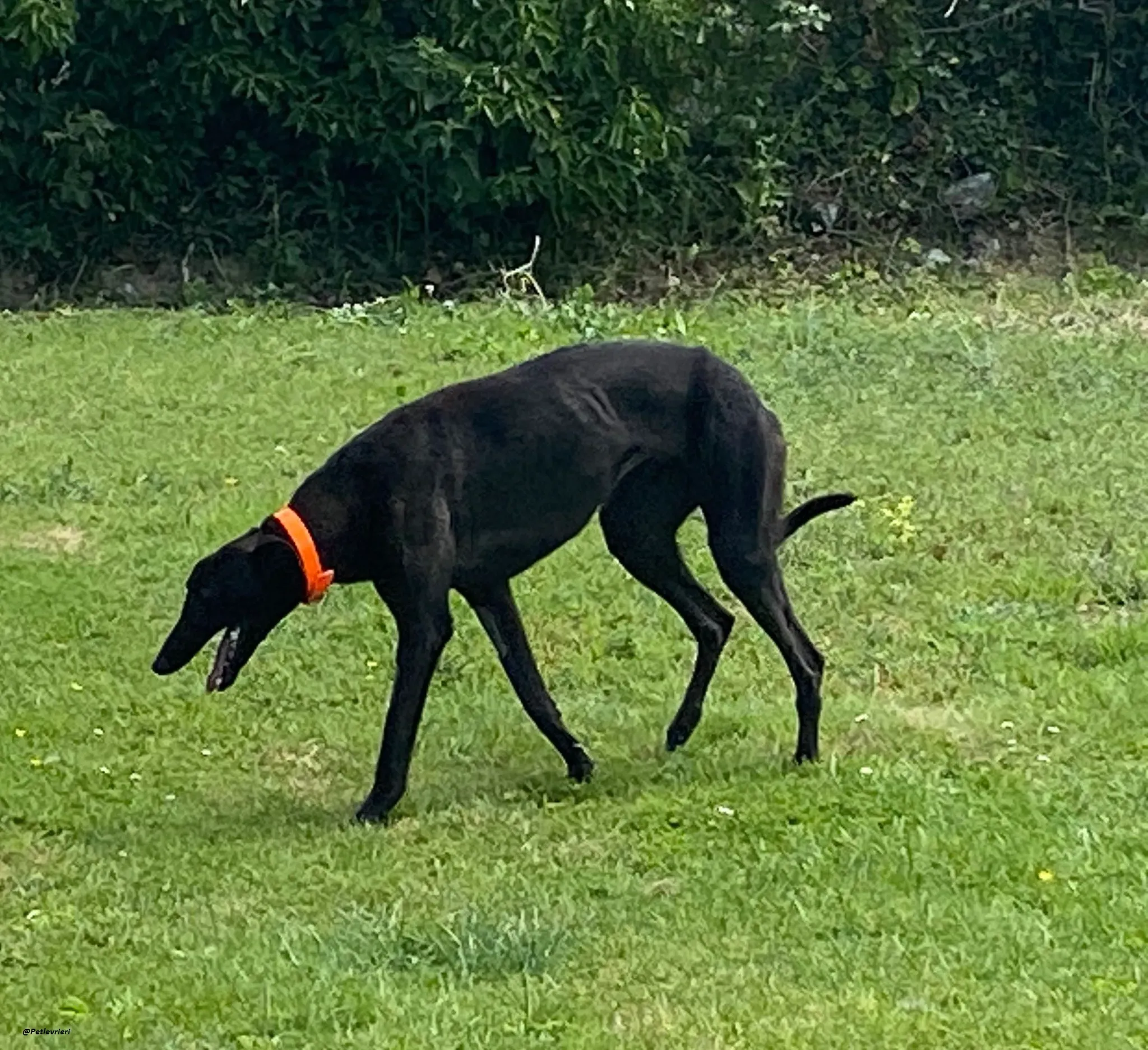 tina greyhound adozione.levrieri 1