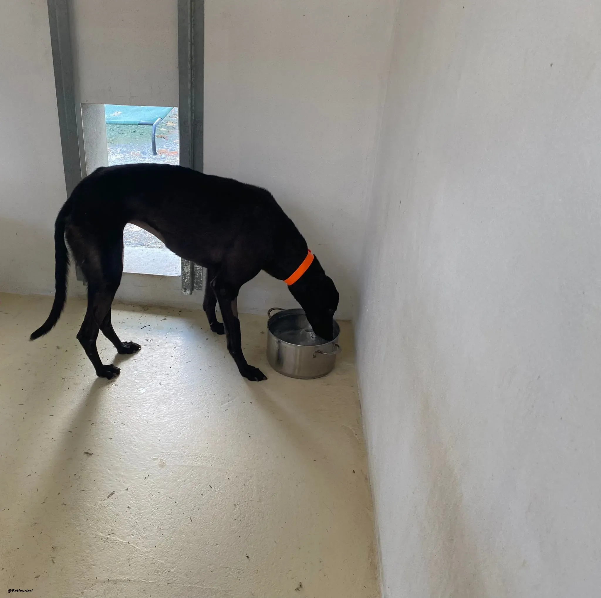 tina greyhound adozione.levrieri 2