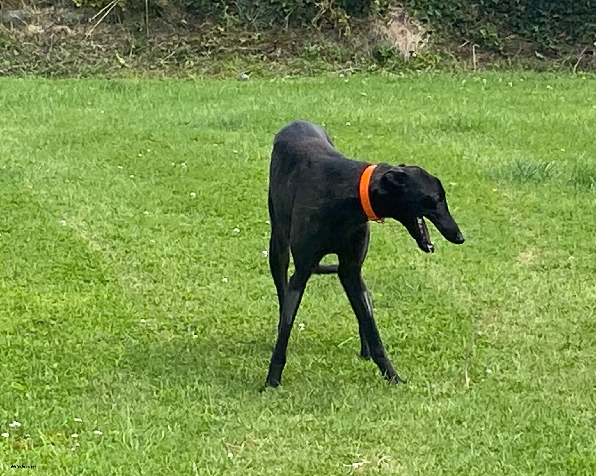 tina greyhound adozione.levrieri 3