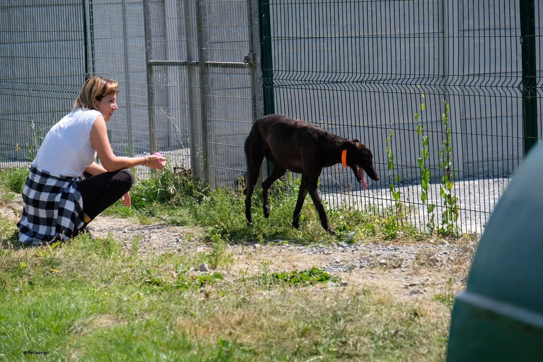 tina greyhound adozione.levrieri 4