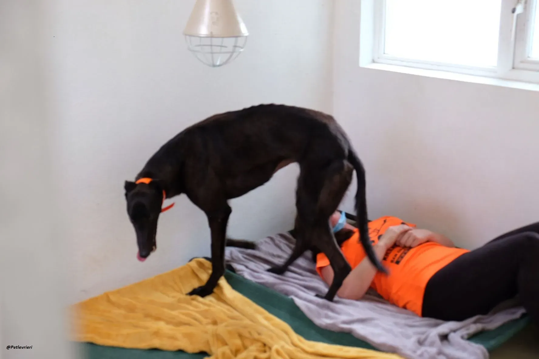 tina greyhound adozione.levrieri 5