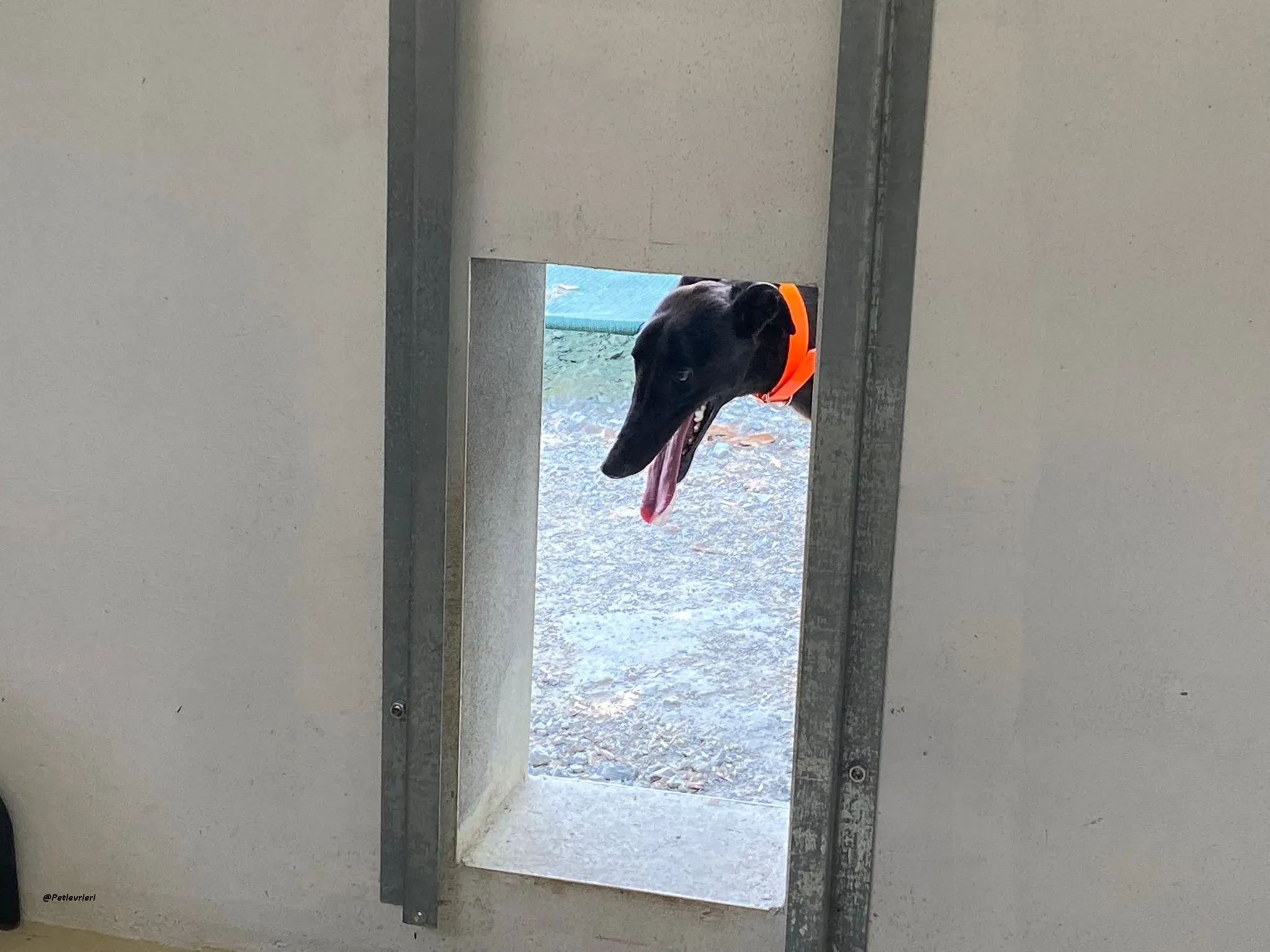 tina greyhound adozione.levrieri 6