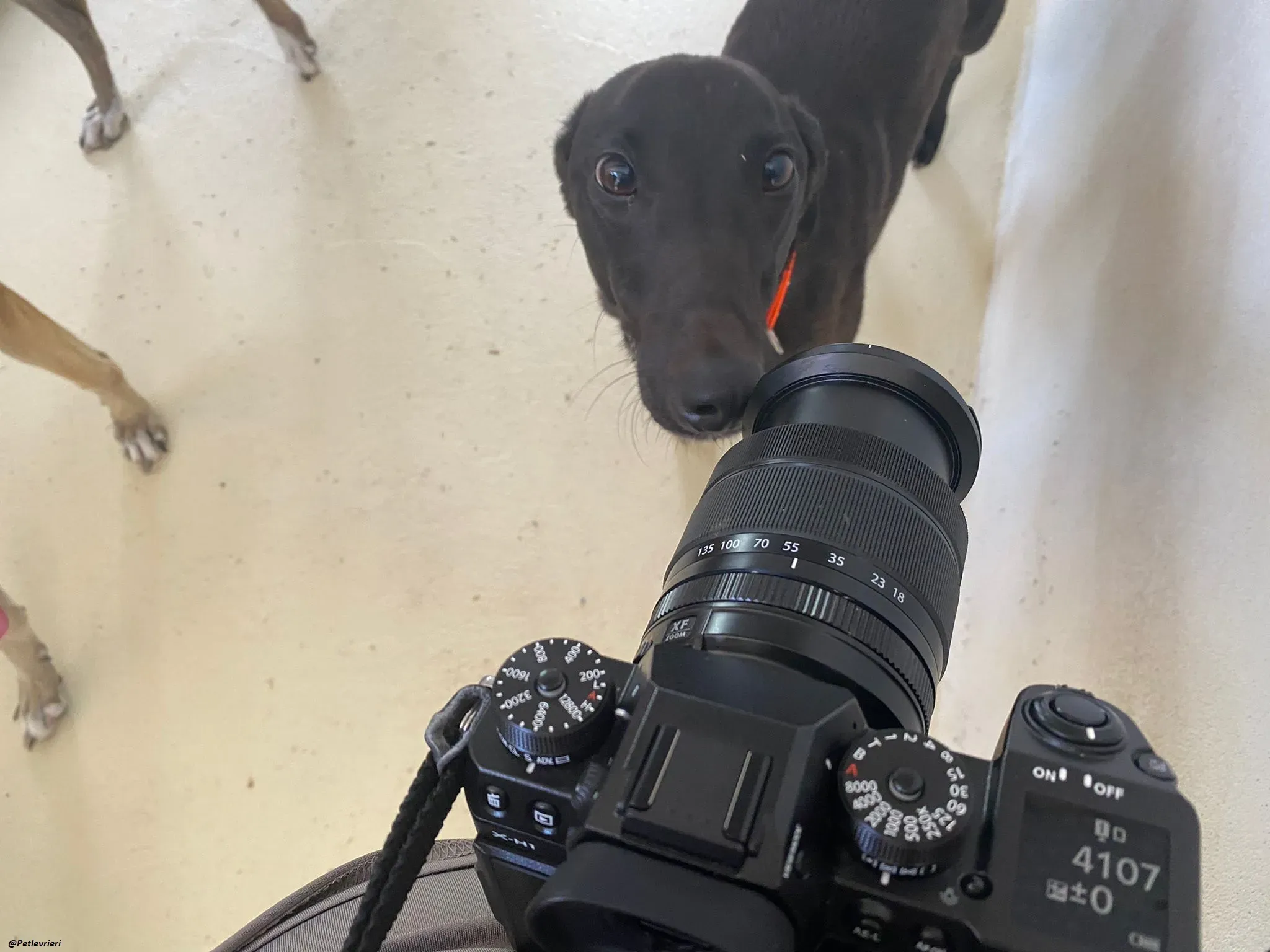 tina greyhound adozione.levrieri 7