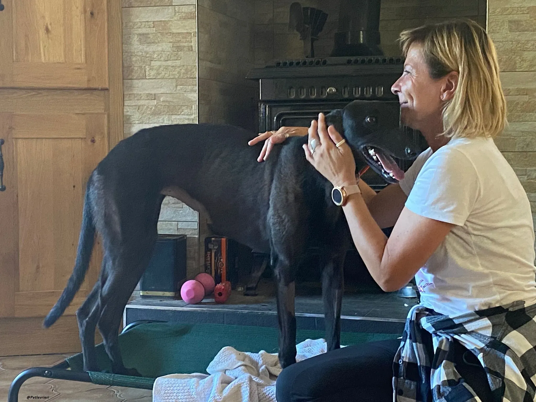 tina greyhound adozione.levrieri 8