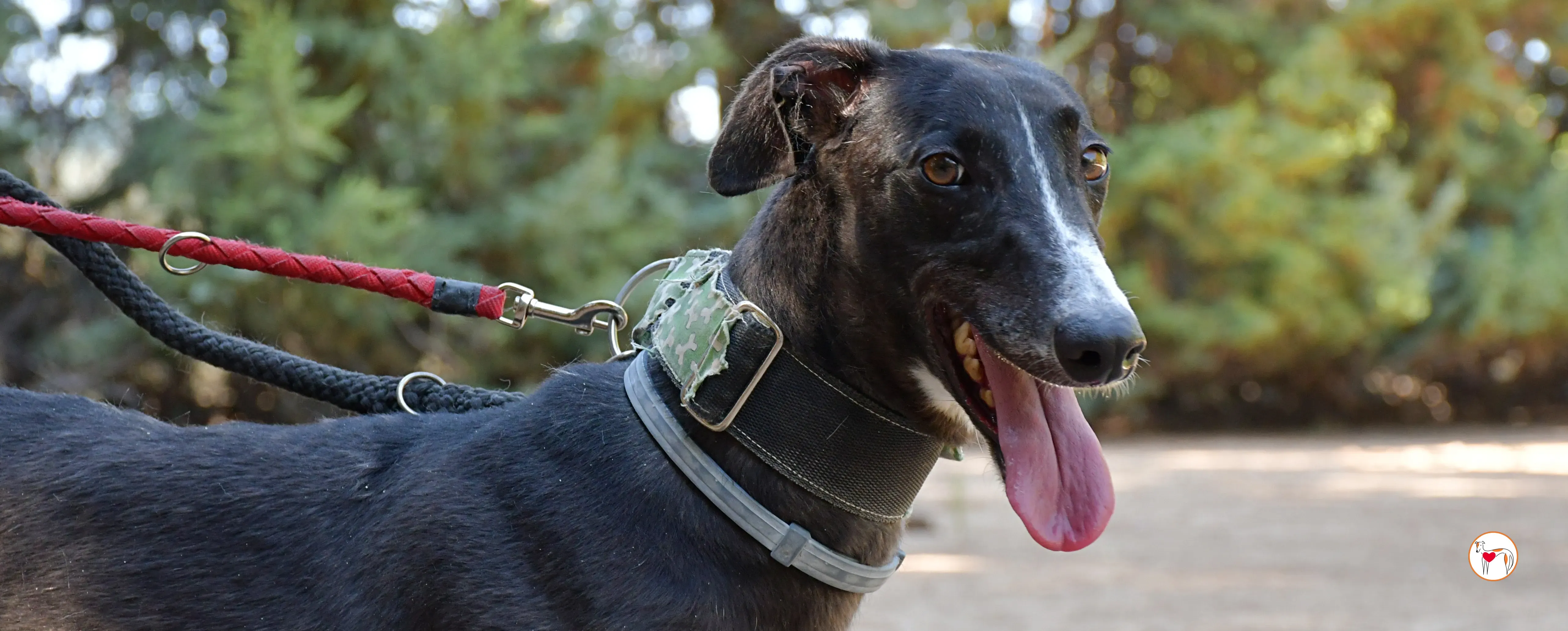 tina galgo adozione 00 copertina b