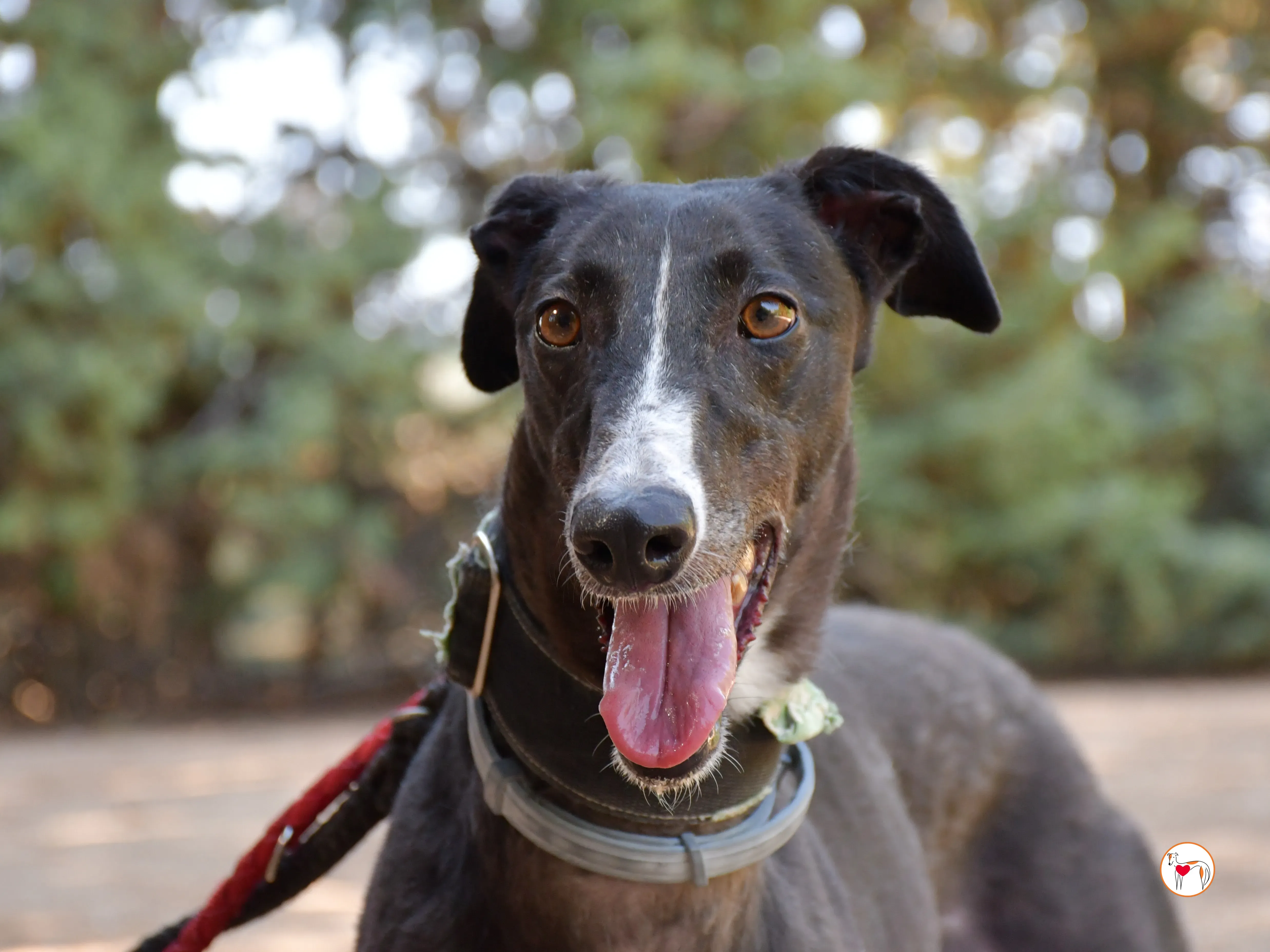 tina galgo adozione 01