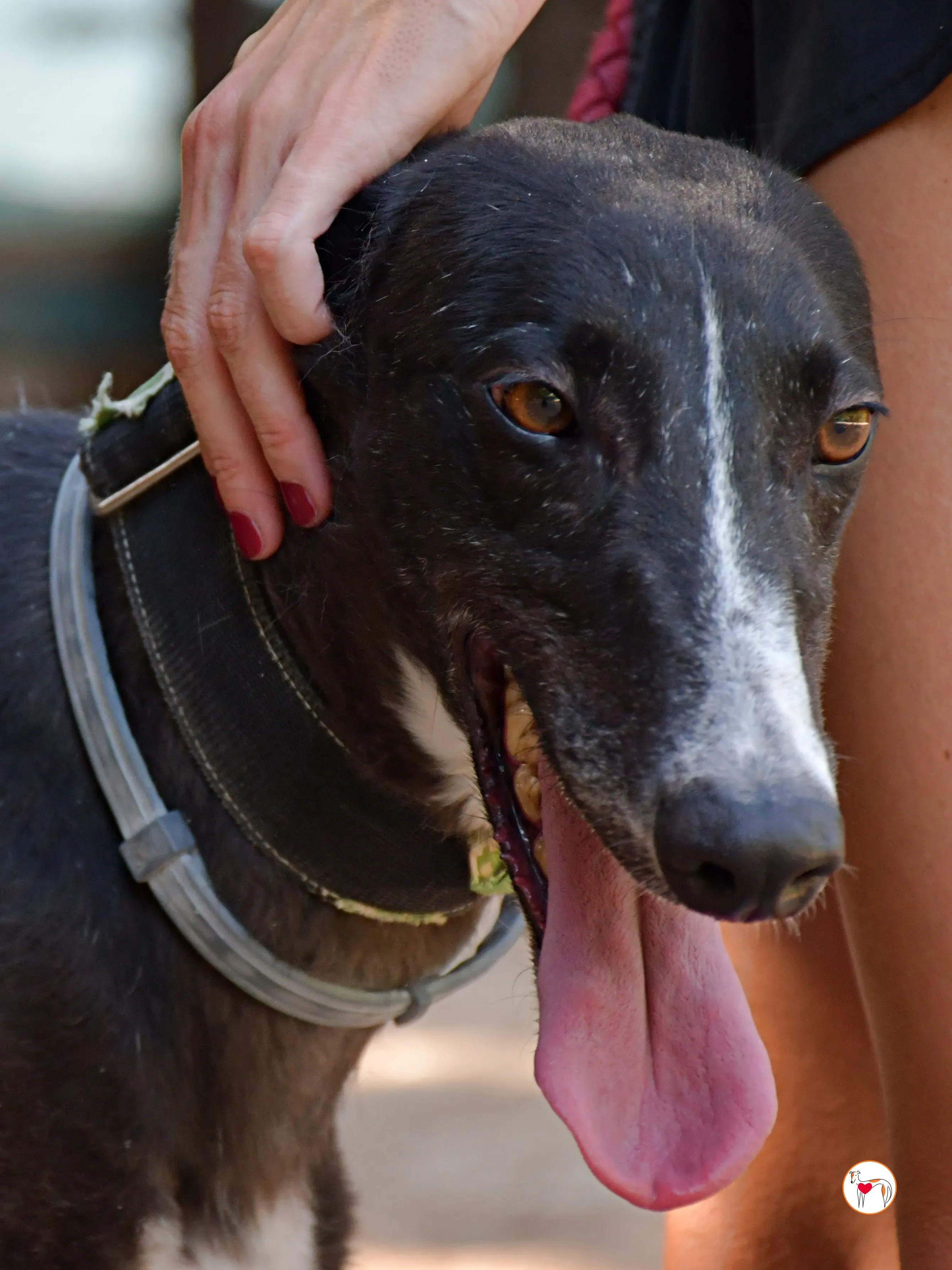 tina galgo adozione 02